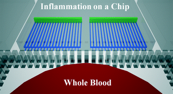 Graphical abstract: Whole blood human neutrophil trafficking in a microfluidic model of infection and inflammation