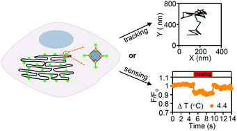 Graphical abstract: Intracellular bottom-up generation of targeted nanosensors for single-molecule imaging