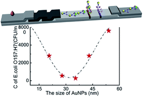 Graphical abstract: A remarkable sensitivity enhancement in a gold nanoparticle-based lateral flow immunoassay for the detection of Escherichia coli O157:H7