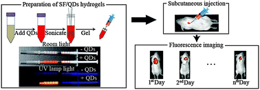 Graphical abstract: Incorporation of quantum dots into silk biomaterials for fluorescence imaging