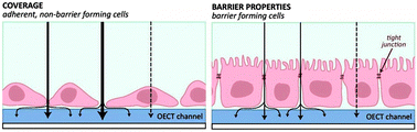 Graphical abstract: Monitoring of cell layer coverage and differentiation with the organic electrochemical transistor