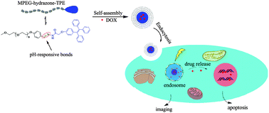 Graphical abstract: A pH-responsive AIE nanoprobe as a drug delivery system for bioimaging and cancer therapy