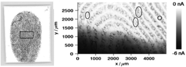 Graphical abstract: Recent advances in the chemical imaging of human fingermarks (a review)