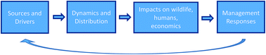 Graphical abstract: A risk framework for tackling marine debris