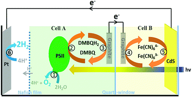 Graphical abstract: Biomimetic electron transport via multiredox shuttles from photosystem II to a photoelectrochemical cell for solar water splitting