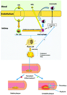 Graphical abstract: Lipids and cardiovascular disease: where does dietary intervention sit alongside statin therapy?