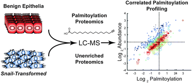 Graphical abstract: Correlated S-palmitoylation profiling of Snail-induced epithelial to mesenchymal transition