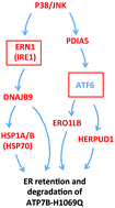 Graphical abstract: A systems biology approach reveals new endoplasmic reticulum-associated targets for the correction of the ATP7B mutant causing Wilson disease