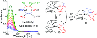 Graphical abstract: Copper binding and redox chemistry of the Aβ16 peptide and its variants: insights into determinants of copper-dependent reactivity