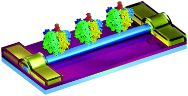 Graphical abstract: Direct real-time detection of single proteins using silicon nanowire-based electrical circuits
