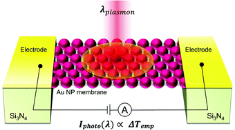 Graphical abstract: Plasmonic photo-current in freestanding monolayered gold nanoparticle membranes