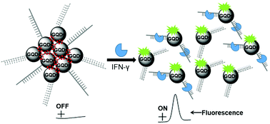 Graphical abstract: Graphene quantum dot based “switch-on” nanosensors for intracellular cytokine monitoring