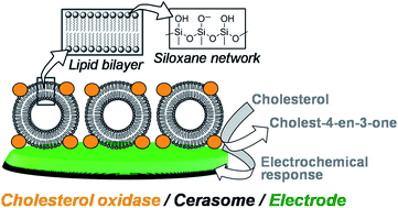 Graphical abstract: A biocompatible cerasome based platform for direct electrochemistry of cholesterol oxidase and cholesterol sensing