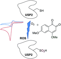 Graphical abstract: Understanding and predicting the potency of ROS-based enzyme inhibitors, exemplified by naphthoquinones and ubiquitin specific protease-2