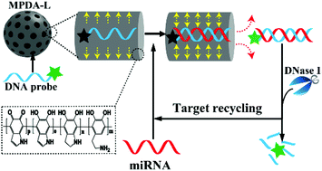 Graphical abstract: Fluorescent miRNA analysis enhanced by mesopore effects of polydopamine nanoquenchers