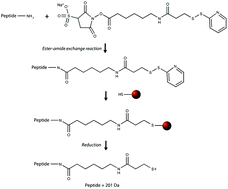 Graphical abstract: Magnetic bead-based peptide extraction methodology for tissue imaging