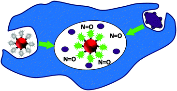 Graphical abstract: Imaging of compartmentalised intracellular nitric oxide, induced during bacterial phagocytosis, using a metalloprotein–gold nanoparticle conjugate