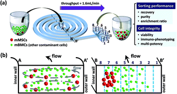 Graphical abstract: Label-free mesenchymal stem cell enrichment from bone marrow samples by inertial microfluidics