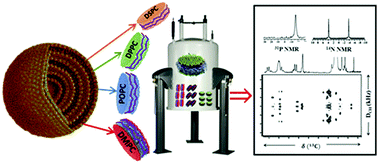 Graphical abstract: Retracted Article: Polymer nanodiscs and macro-nanodiscs of a varying lipid composition