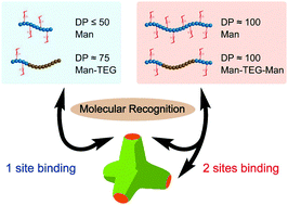 Graphical abstract: Controlling the lectin recognition of glycopolymers via distance arrangement of sugar blocks