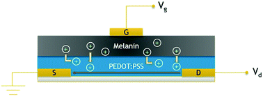 Graphical abstract: An all-solid-state biocompatible ion-to-electron transducer for bioelectronics