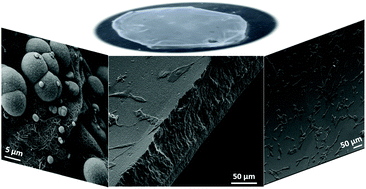 Graphical abstract: Nanostructured interfacial self-assembled peptide–polymer membranes for enhanced mineralization and cell adhesion