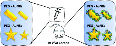 Graphical abstract: In vivo formation of protein corona on gold nanoparticles. The effect of their size and shape