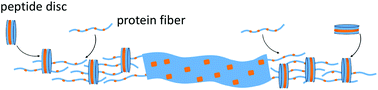 Graphical abstract: Collagen mimetic peptide discs promote assembly of a broad range of natural protein fibers through hydrophobic interactions