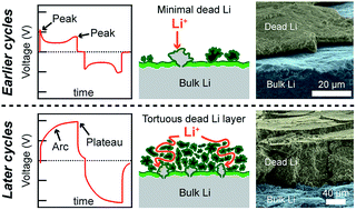 Graphical abstract: Dead lithium: mass transport effects on voltage, capacity, and failure of lithium metal anodes