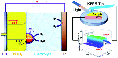 Graphical abstract: Rational design of electrocatalysts for simultaneously promoting bulk charge separation and surface charge transfer in solar water splitting photoelectrodes