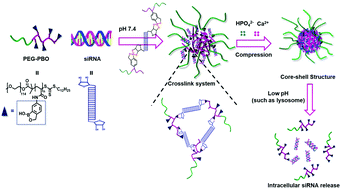 Graphical abstract: Stabilized calcium phosphate hybrid nanocomposite using a benzoxaborole-containing polymer for pH-responsive siRNA delivery