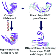 Graphical abstract: The distinct structural preferences of tau protein repeat domains