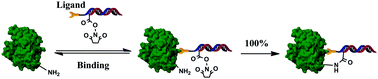 Graphical abstract: Quantitative synthesis of protein–DNA conjugates with 1 : 1 stoichiometry