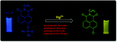 Graphical abstract: A two-photon fluorescent probe for colorimetric and ratiometric monitoring of mercury in live cells and tissues