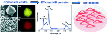 Graphical abstract: Biocompatible MOFs with high absolute quantum yield for bioimaging in the second near infrared window