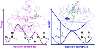 Graphical abstract: Amide–imide tautomerization in the glutamine side chain in enzymatic and photochemical reactions in proteins