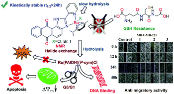 Graphical abstract: Cytotoxic RuII-p-cymene complexes of an anthraimidazoledione: halide dependent solution stability, reactivity and resistance to hypoxia deactivation