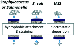 Graphical abstract: Role of microbial cell properties on bacterial pathogen and coliphage removal in biochar-modified stormwater biofilters