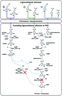 Graphical abstract: Funneling aromatic products of chemically depolymerized lignin into 2-pyrone-4-6-dicarboxylic acid with Novosphingobium aromaticivorans