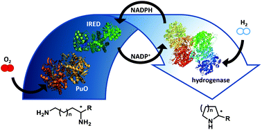 Graphical abstract: Synthesis of N-heterocycles from diamines via H2-driven NADPH recycling in the presence of O2