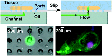 Graphical abstract: User-defined local stimulation of live tissue through a movable microfluidic port