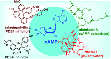 Graphical abstract: Natural products as modulators of the cyclic-AMP pathway: evaluation and synthesis of lead compounds