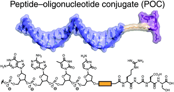 Graphical abstract: Emerging applications of peptide–oligonucleotide conjugates: bioactive scaffolds, self-assembling systems, and hybrid nanomaterials