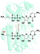 Graphical abstract: Characterization of the flavin monooxygenase involved in biosynthesis of the antimalarial FR-900098