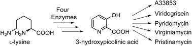 Graphical abstract: In vitro reconstitution of the biosynthetic pathway of 3-hydroxypicolinic acid