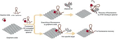 Graphical abstract: Development of a FRET-based fluorescence aptasensor for the detection of aflatoxin B1 in contaminated food grain samples