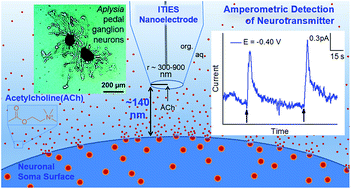 Graphical abstract: A high spatiotemporal study of somatic exocytosis with scanning electrochemical microscopy and nanoITIES electrodes