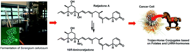 Graphical abstract: The nuclear export inhibitor aminoratjadone is a potent effector in extracellular-targeted drug conjugates