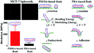 Graphical abstract: Length vs. stiffness: which plays a dominant role in the cellular uptake of fructose-based rod-like micelles by breast cancer cells in 2D and 3D cell culture models?