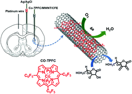 Graphical abstract: A cobalt corrole/carbon nanotube enables simultaneous electrochemical monitoring of oxygen and ascorbic acid in the rat brain